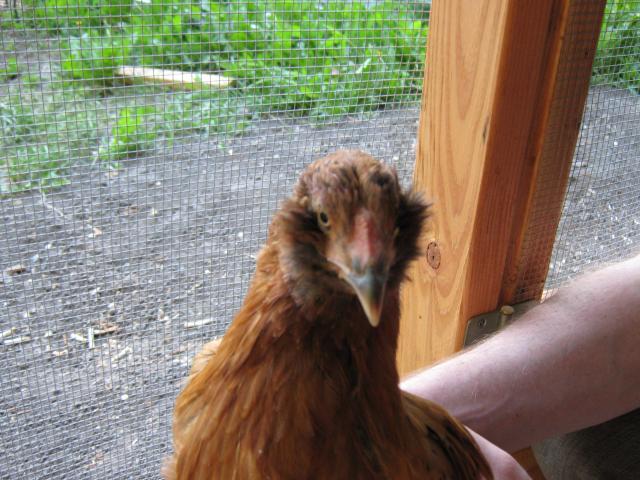 25852_redcomb.jpg