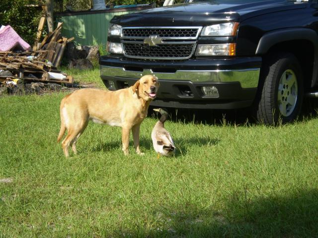 25859_daisy_and_her_duck_002.jpg