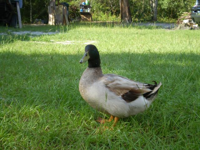 25859_daisy_and_her_duck_005.jpg