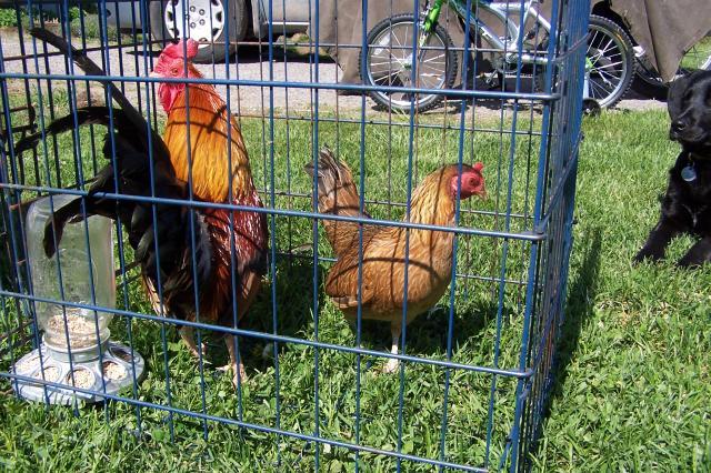 25884_bantam_welsummers_001.jpg
