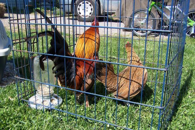 25884_bantam_welsummers_002.jpg