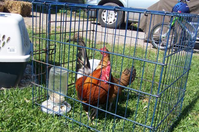 25884_bantam_welsummers_003.jpg
