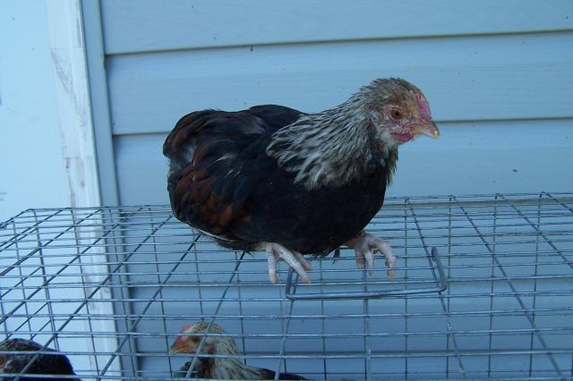 25884_favorelle_cockerels_002.jpg