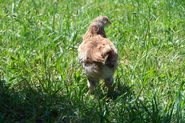 25884_favorelle_hen_001.jpg