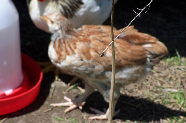 25884_favorelle_hen_002.jpg