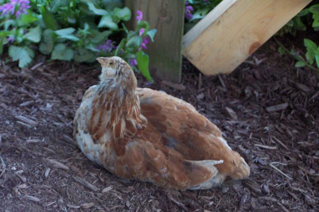 25884_favorelle_hen_003.jpg