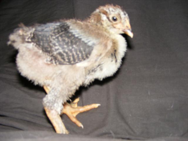 25914_2009_0419rooster0003.jpg