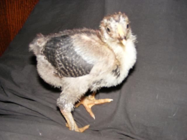 25914_2009_0419rooster0004.jpg
