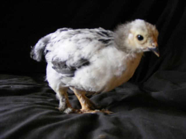 25914_2009_0423chicksunknown0001.jpg