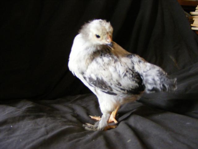 25914_2009_0423chicksunknown0004.jpg