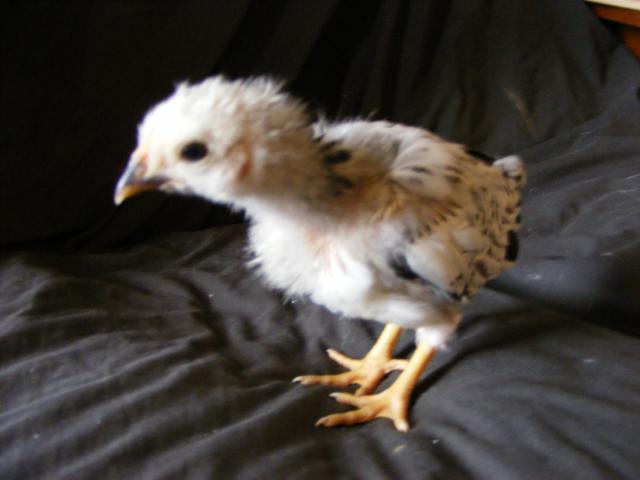 25914_2009_0423chicksunknown0008.jpg