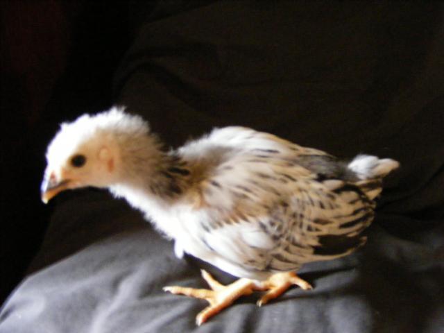 25914_2009_0423chicksunknown0011.jpg