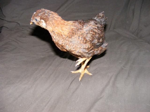25914_2009_0429idmychicks0002.jpg