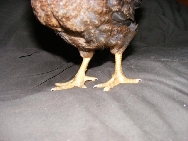 25914_2009_0429idmychicks0004.jpg