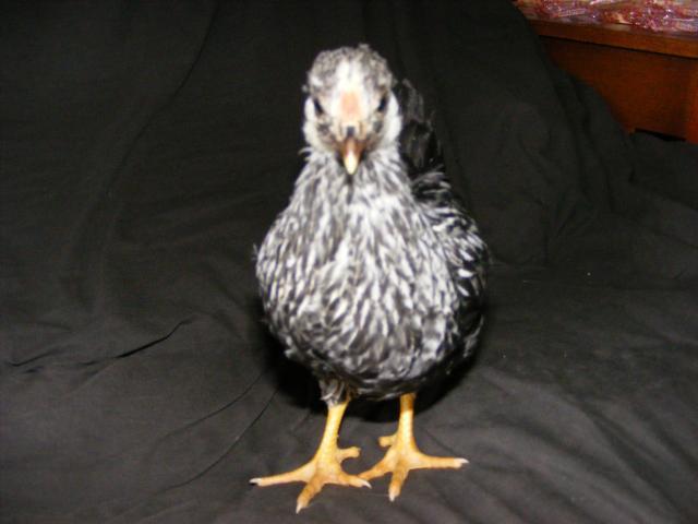 25914_2009_0429idmychicks0008.jpg