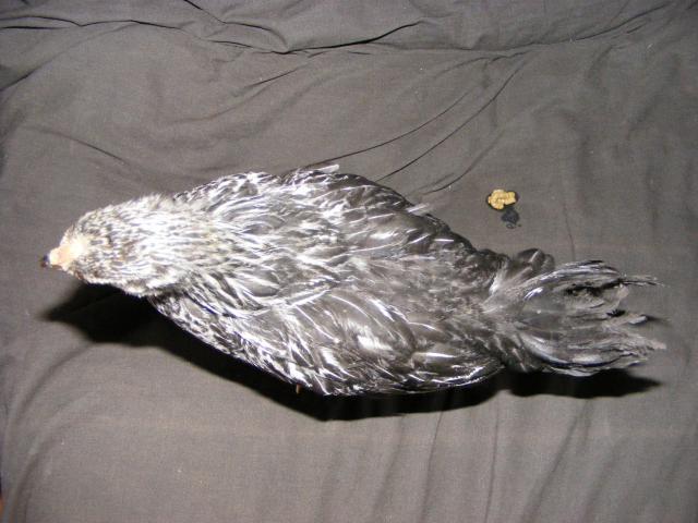 25914_2009_0429idmychicks0009.jpg