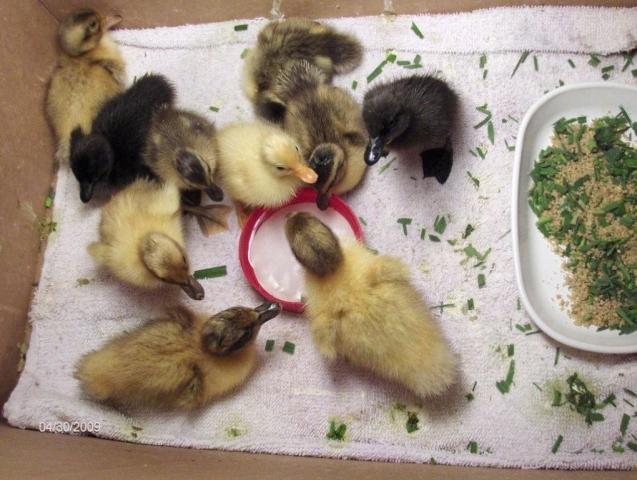 25935_ducks1.jpg