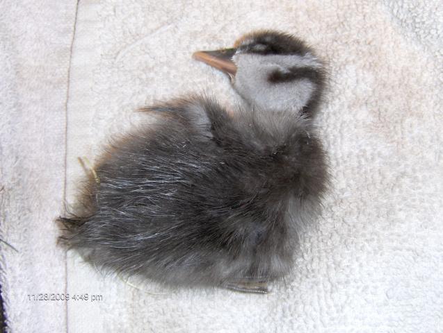 25935_treeduck_010.jpg