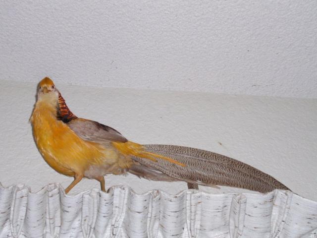 25935_yg1.jpg