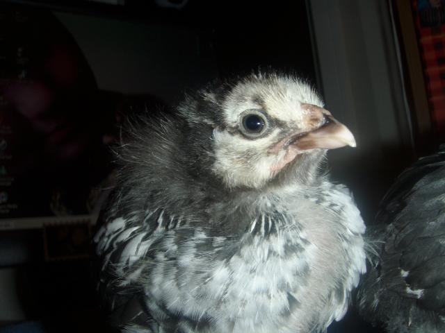 25947_chickduck_022.jpg