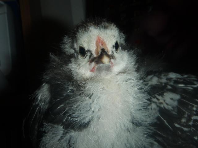 25947_chickduck_028.jpg