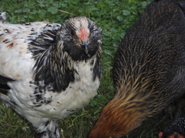 25957_p6180234.jpg
