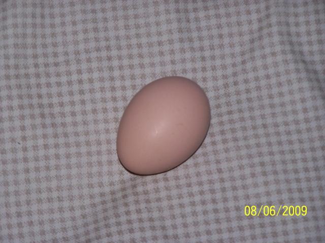 25968_1st_egg1.jpg