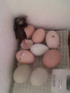 25971_chick1.jpg
