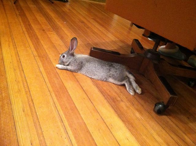 25976_bunny_relaxin_by_daddys_chair.jpg