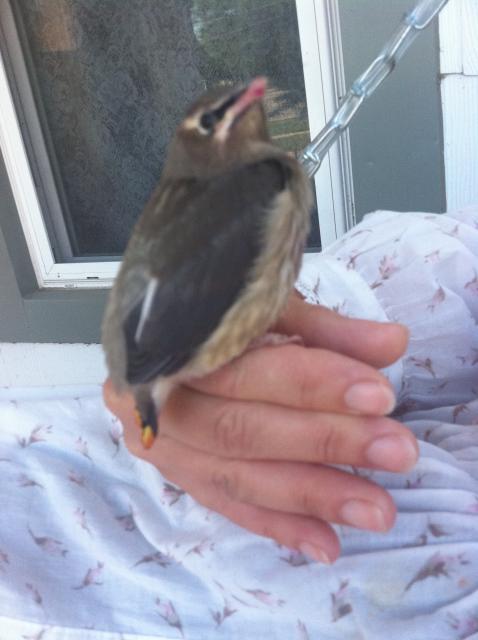 25976_cedar_waxwing_baby_aug_29_2011.jpg