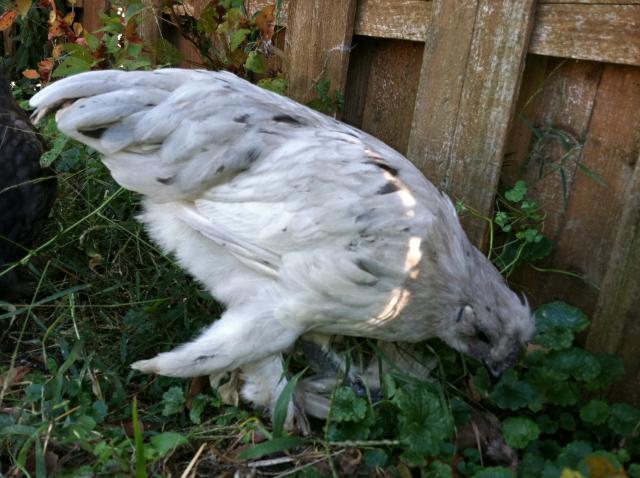 25976_chick_funnykneefeathers_another_view.jpg