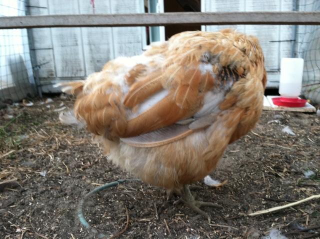 25976_headless_roaster.jpg