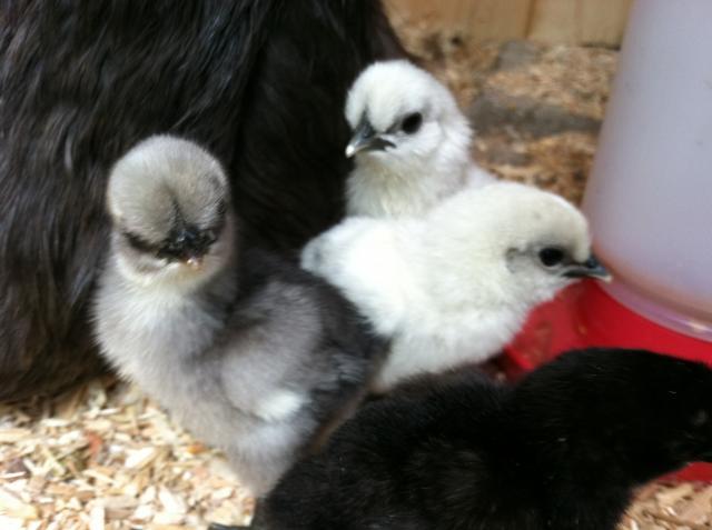 25976_line-bred_new_chicks_july_31_2011.jpg