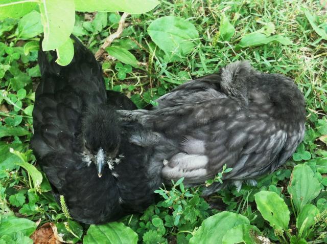 25976_sleepy_ugly_phase_hen_chicks_sept_13_2011.jpg