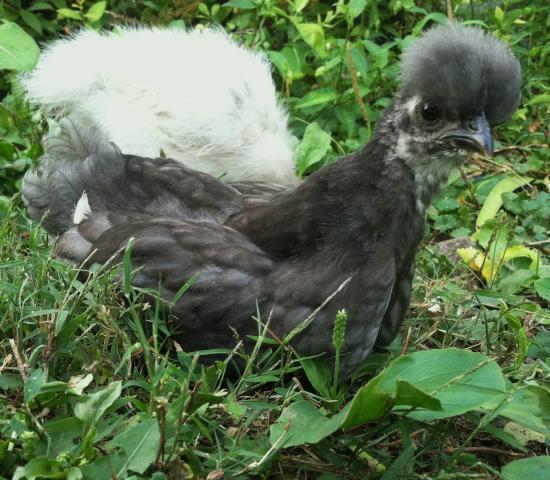 25976_ugly_phase_jimmy_neutron_hen_chick_sept_13_2011.jpg