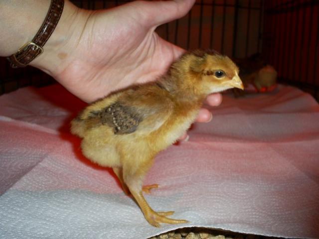 25978_chick5_small.jpg