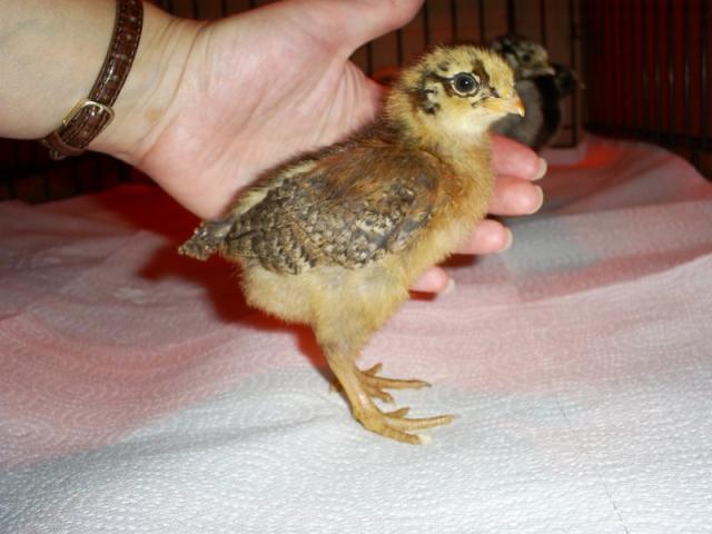 25978_chick6_small.jpg