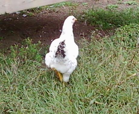 26012_delhenrear.jpg