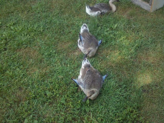 26015_2011-07-31_14-50-40_349.jpg