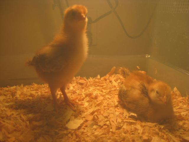 26020_chicken_r3_016.jpg