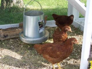 26070_chickens_008.jpg