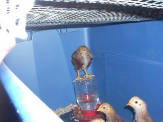 26070_chickens_march_2009_010.jpg