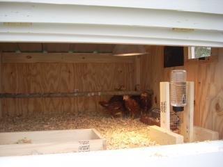 26070_chickens_march_2009_015.jpg