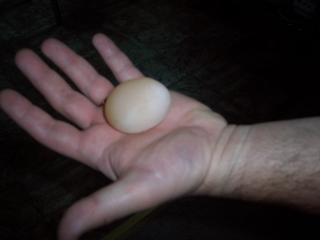 26070_july_19_2009_my_first_egg.jpg