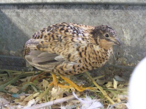 Button Quail Color Chart