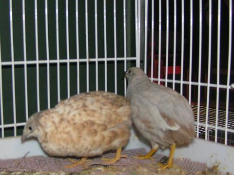 Button Quail Color Chart