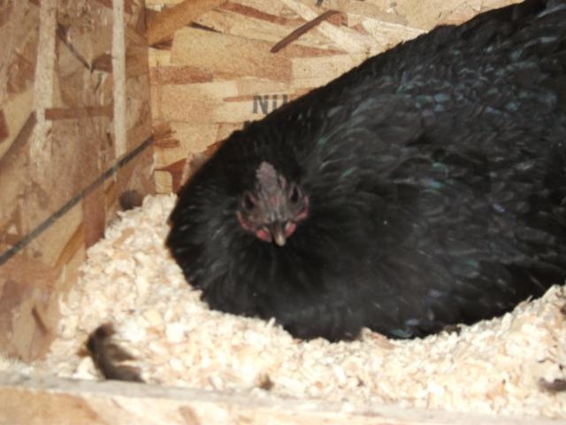 26107_chickens_007.jpg