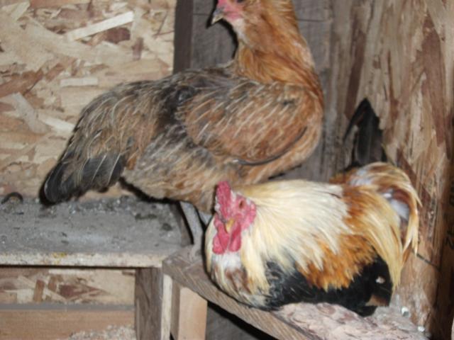 26107_chickens_009.jpg