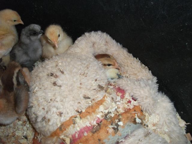 26107_chicks_004.jpg