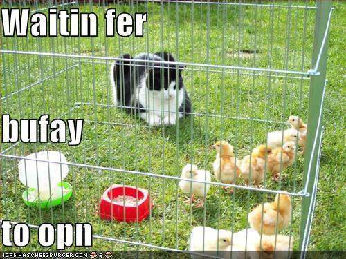 26107_funny-pictures-cat-is-waiting-for-the-buffet-to-open.jpg